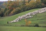 Alphornbläser Schwarze berge